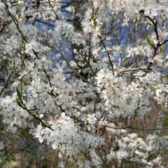 AA4CB430-A219-499B-9761-D89E8FAEE200-22244-000004E61DCB245D